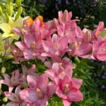 Lily Bulbs, Hardy Perennial Flower Bulbs, Large Fragrant Blooms for Outdoor Garden, Yard and Cut Flower Planting - Image 3