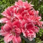 Amaryllis Bulbs, Perennial Flower Bulbs, Large Blooming Amaryllis for Indoor Pots, Patio Containers and Outdoor Garden Planting - Image 3