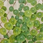 Stephania Erecta Bulbs, Perennial Caudex Succulent Plant, Ornamental Climbing Vine for Indoor & Patio Container Planting - Image 2