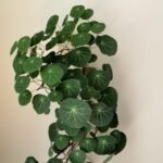 Stephania Erecta Bulbs, Perennial Caudex Succulent Plant, Ornamental Climbing Vine for Indoor & Patio Container Planting - Image 4