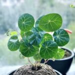 Stephania Erecta Bulbs, Perennial Caudex Succulent Plant, Ornamental Climbing Vine for Indoor & Patio Container Planting - Image 3