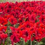Amaryllis Bulbs, Perennial Flower Bulbs, Large Blooming Amaryllis for Indoor Pots, Patio Containers and Outdoor Garden Planting