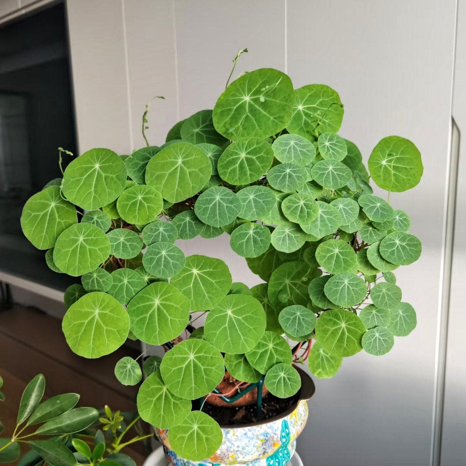 65eb94eff9e27f20448d3f722fa58c09 Stephania Erecta Bulbs, Perennial Caudex Succulent Plant, Ornamental Climbing Vine for Indoor & Patio Container Planting - Image 1