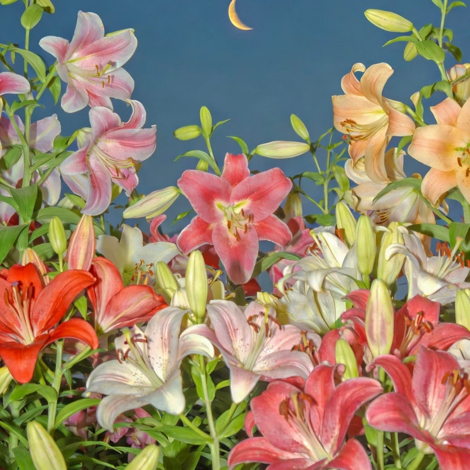 6b0aa41f9e21f56180f735637e3fcdb5 Lily Bulbs, Hardy Perennial Flower Bulbs, Large Fragrant Blooms for Outdoor Garden, Yard and Cut Flower Planting - Image 1
