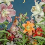 Lily Bulbs, Hardy Perennial Flower Bulbs, Large Fragrant Blooms for Outdoor Garden, Yard and Cut Flower Planting - Image 2