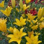 Lily Bulbs, Hardy Perennial Flower Bulbs, Large Fragrant Blooms for Outdoor Garden, Yard and Cut Flower Planting - Image 4