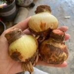 Amaryllis Bulbs, Perennial Flower Bulbs, Large Blooming Amaryllis for Indoor Pots, Patio Containers and Outdoor Garden Planting - Image 6