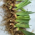 Iris Rhizomes, Hardy Perennial Flower Roots, Multi-Color Blooming Iris for Outdoor Garden, Yard & Border Planting - Image 4