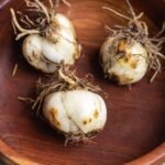 Lily Bulbs, Hardy Perennial Flower Bulbs, Large Fragrant Blooms for Outdoor Garden, Yard and Cut Flower Planting - Image 5