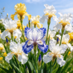 Iris Rhizomes, Hardy Perennial Flower Roots, Multi-Color Blooming Iris for Outdoor Garden, Yard & Border Planting - Image 3