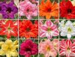 Amaryllis Bulbs, Mixed Hippeastrum Flower Bulbs, Giant Blooming Perennial Bulbs for Indoor Forcing & Outdoor Garden Landscaping, Easy to Grow
