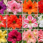 Amaryllis Bulbs, Mixed Hippeastrum Flower Bulbs, Giant Blooming Perennial Bulbs for Indoor Forcing & Outdoor Garden Landscaping, Easy to Grow