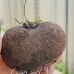Stephania Erecta Bulbs, Perennial Caudex Succulent Plant, Ornamental Climbing Vine for Indoor & Patio Container Planting - Image 6