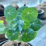 Stephania Erecta Bulbs, Perennial Caudex Succulent Plant, Ornamental Climbing Vine for Indoor & Patio Container Planting - Image 5