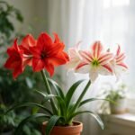 Amaryllis Bulbs, Perennial Flower Bulbs, Large Blooming Amaryllis for Indoor Pots, Patio Containers and Outdoor Garden Planting - Image 2