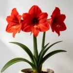 Amaryllis Bulbs, Perennial Flower Bulbs, Large Blooming Amaryllis for Indoor Pots, Patio Containers and Outdoor Garden Planting - Image 5