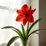 Amaryllis Bulbs, Perennial Flower Bulbs, Large Blooming Amaryllis for Indoor Pots, Patio Containers and Outdoor Garden Planting - Image 4