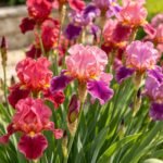 Bearded Iris Rhizomes, Perennial Flowering Roots, Eye-catching Multi Tone Blooms, Great for Outdoor Landscaping, Patio Planters & Fresh Cut Flowers