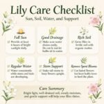 Lily Bulbs, Hardy Perennial Flower Bulbs, Large Fragrant Blooms for Outdoor Garden, Yard and Cut Flower Planting - Image 6