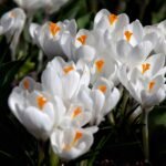 Crocus Corms, Saffron Crocus Bulbs, Perennial Autumn Flowering Crocus for Garden Beds, Rock Gardens & Patio Containers - Image 4