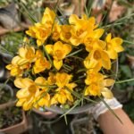 Crocus Corms, Saffron Crocus Bulbs, Perennial Autumn Flowering Crocus for Garden Beds, Rock Gardens & Patio Containers - Image 3