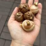 Crocus Corms, Saffron Crocus Bulbs, Perennial Autumn Flowering Crocus for Garden Beds, Rock Gardens & Patio Containers - Image 5