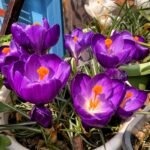 Crocus Corms, Saffron Crocus Bulbs, Perennial Autumn Flowering Crocus for Garden Beds, Rock Gardens & Patio Containers - Image 2
