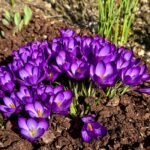 Crocus Corms, Saffron Crocus Bulbs, Perennial Autumn Flowering Crocus for Garden Beds, Rock Gardens & Patio Containers