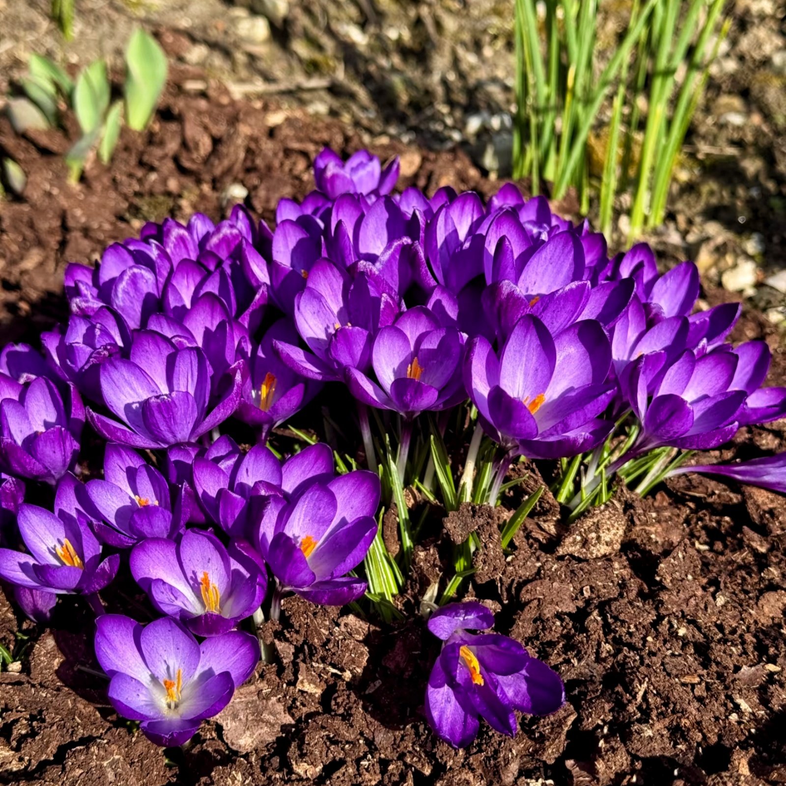 Camera_XHS_17896246529841040g00831ta59rl9620049t4u34vrp46v7s2o68 Crocus Corms, Saffron Crocus Bulbs, Perennial Autumn Flowering Crocus for Garden Beds, Rock Gardens & Patio Containers - Image 1