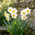Daffodil Bulbs, Fragrant Perennial Flower Bulbs, Spring Blooming Narcissus for Indoor Water Culture & Outdoor Garden Planting - Image 3