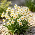 Daffodil Bulbs, Fragrant Perennial Flower Bulbs, Spring Blooming Narcissus for Indoor Water Culture & Outdoor Garden Planting - Image 2