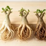 Adenium Obesum Desert Rose Seeds, Perennial Succulent Flower Plant, Bonsai Ornamental for Indoor Window & Outdoor Garden Planting - Image 6