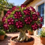 Adenium Obesum Desert Rose Seeds, Perennial Succulent Flower Plant, Bonsai Ornamental for Indoor Window & Outdoor Garden Planting