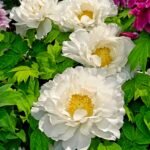 Peony Bare Roots, Hardy Perennial Flower Roots, Fragrant Large Blooms for Outdoor Garden, Yard & Landscape Planting - Image 5