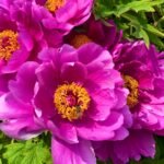 Peony Bare Roots, Hardy Perennial Flower Roots, Fragrant Large Blooms for Outdoor Garden, Yard & Landscape Planting - Image 3