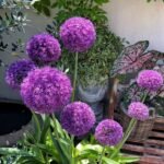 Allium Bulbs, Cold-resistant Perennials, Potted Plants For Garden Landscaping - Image 2
