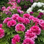 Peony Bare Roots, Hardy Perennial Flower Roots, Fragrant Large Blooms for Outdoor Garden, Yard & Landscape Planting - Image 2