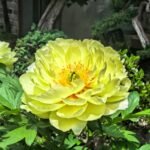 Peony Bare Roots, Hardy Perennial Flower Roots, Fragrant Large Blooms for Outdoor Garden, Yard & Landscape Planting - Image 4
