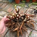 Peony Bare Roots, Hardy Perennial Flower Roots, Fragrant Large Blooms for Outdoor Garden, Yard & Landscape Planting - Image 7