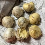 Allium Bulbs, Cold-resistant Perennials, Potted Plants For Garden Landscaping - Image 4