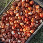 Tulip Bulbs, Mixed Breed Tulip Bulbs for Planting, Spring Perennial Flower Bulbs, Perfect for Yard Landscaping, Window Boxes and Cut Flower Arrangement - Image 4