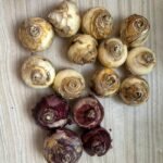 Hyacinth Bulbs, Fragrant Hardy Perennial Flower Bulbs, Multi-Color Blooms for Indoor & Outdoor Planting - Image 3