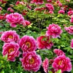 Peony Bare Roots, Hardy Perennial Flower Roots, Fragrant Large Blooms for Outdoor Garden, Yard & Landscape Planting