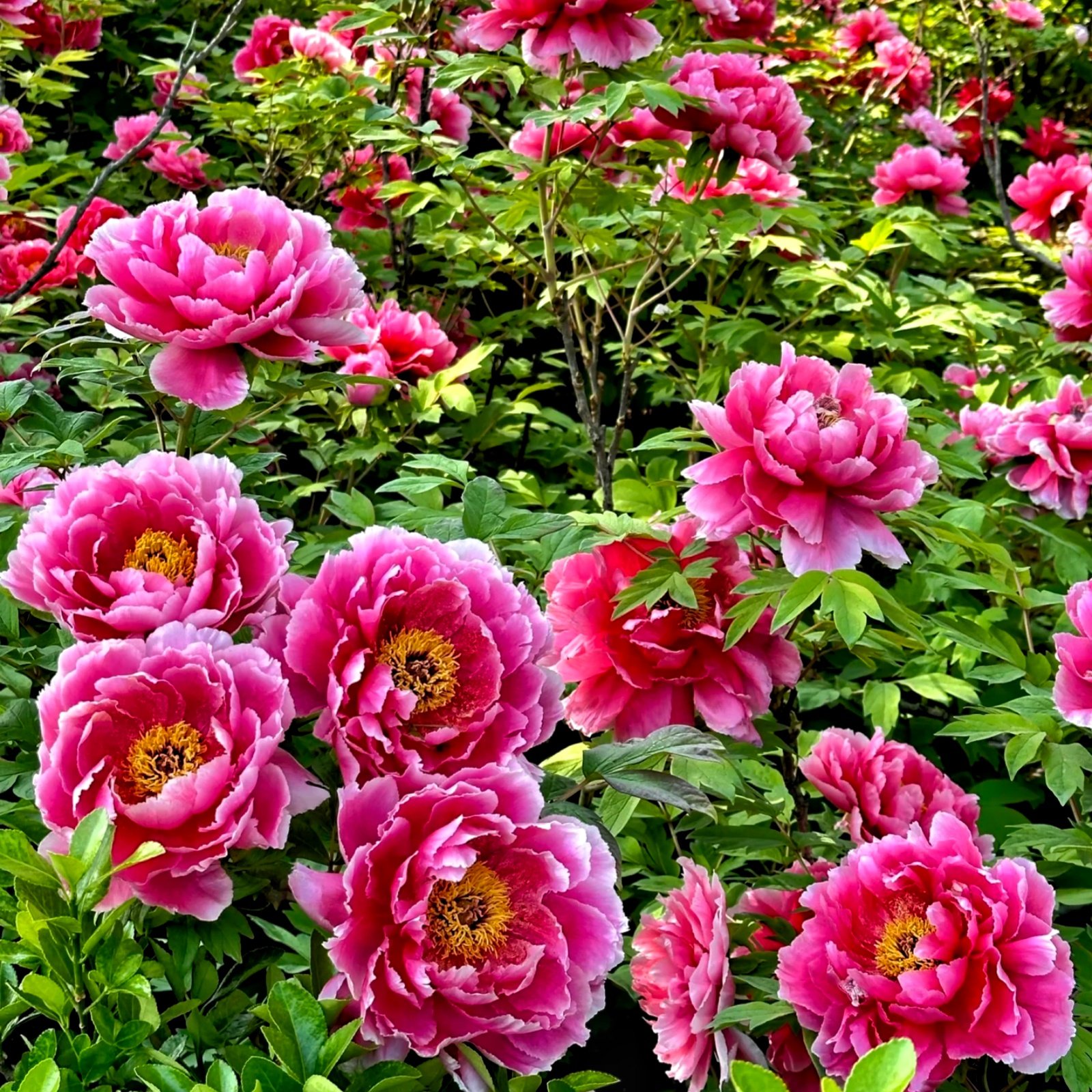 Camera_XHS_17905666663461040g2sg31v576lb52ss04a0ug2nvevkthb0d9ag Peony Bare Roots, Hardy Perennial Flower Roots, Fragrant Large Blooms for Outdoor Garden, Yard & Landscape Planting - Image 1