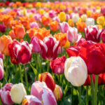 Tulip Bulbs, Mixed Color Tulip Flower Bulbs, Hardy Perennial Spring Blooming Bulbs for Garden Beds, Containers & Cut Flower Arrangements, Easy to Grow