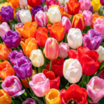 Tulip Bulbs, Perennial Spring Flower Bulbs, Vibrant Multi-Color Tulips for Indoor Pots, Patio Containers and Outdoor Garden Landscaping
