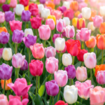 Tulip Bulbs, Perennial Spring Flower Bulbs, Vibrant Multi-Color Tulips for Indoor Pots, Patio Containers and Outdoor Garden Landscaping - Image 2