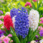 Hyacinth Bulbs, Fragrant Hardy Perennial Flower Bulbs, Multi-Color Blooms for Indoor & Outdoor Planting - Image 2