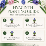 Hyacinth Bulbs, Fragrant Hardy Perennial Flower Bulbs, Multi-Color Blooms for Indoor & Outdoor Planting - Image 4