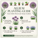 Allium Bulbs, Cold-resistant Perennials, Potted Plants For Garden Landscaping - Image 3